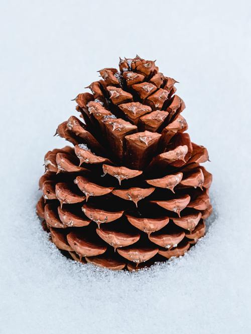 Pine Cone