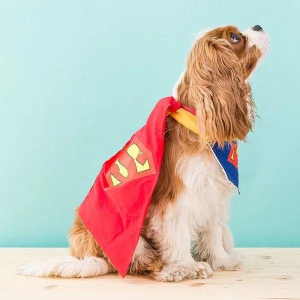 10-DIY-Dog-Superman-Costume