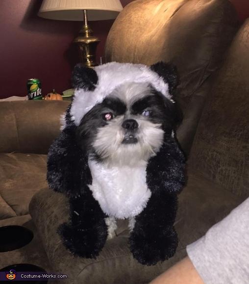 16-Puppy-Panda-Costume-Idea