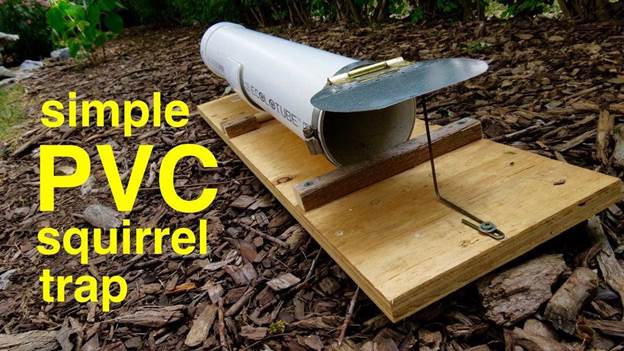 6-PVC-Humane-Capture-Squirrel-Trap