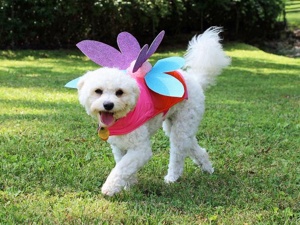 8-DIY-Pet-Fairy-Costume