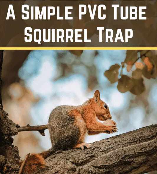 What Kind of Squirrel Trap Bait is Best for Homemade Squirrel Traps? -  Synergy²