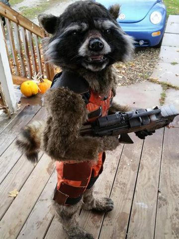 DIY Rocket Raccoon Costume