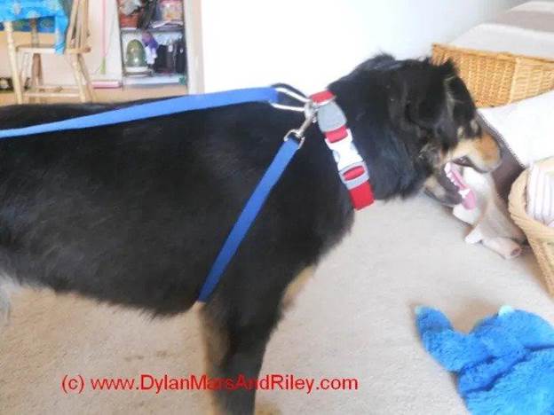 1-How-To-Make-A-No-Pull-Dog-Harness