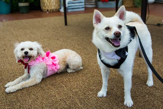 10-DIY-Dog-Wedding-Harnesses