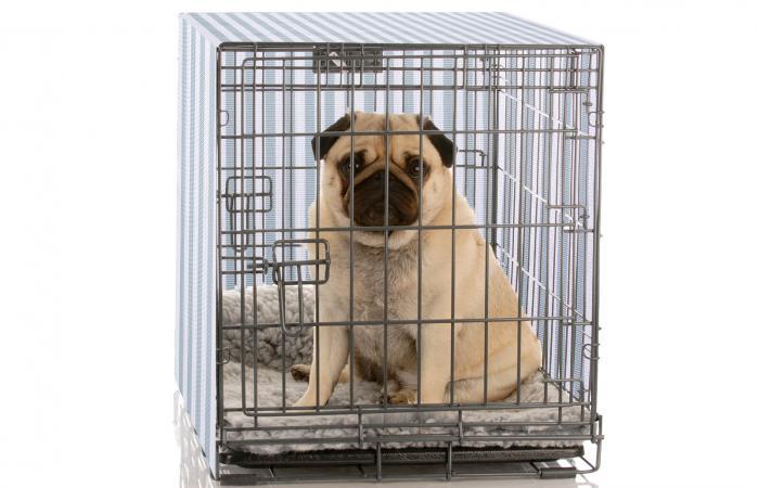 13-Great-Cover-for-Dog-Crates