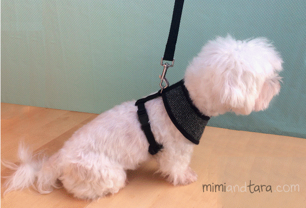 15-How-To-Make-A-Fabric-Dog-Harness