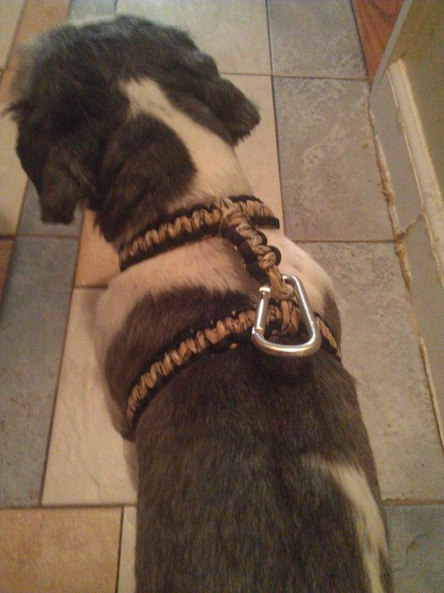 3-DIY-Paracord-Dog-Harness