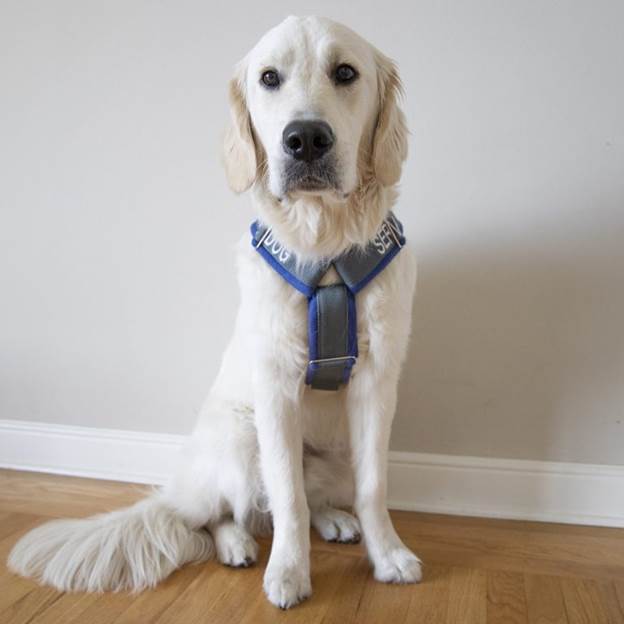 5-DIY-Custom-Dog-Harness