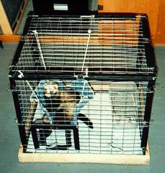 6-How-To-Build-A-Ferret-Travel-Cage