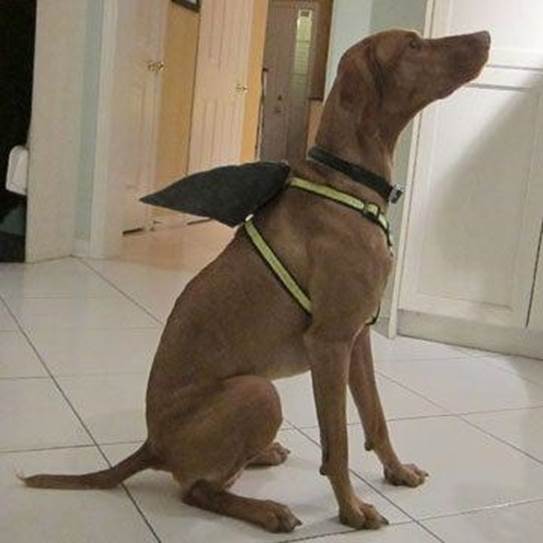 9-DIY-Shark-Fin-Dog-Harness