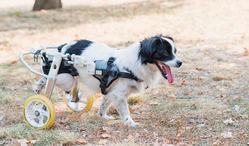 3-How-To-Make-A-Dog-Wheelchair