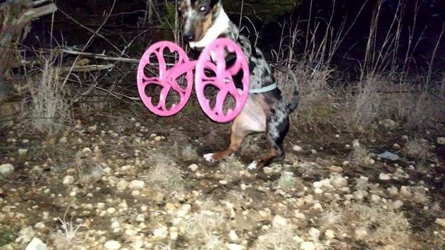 7-DIY-Dog-Wheelchair-Front-Legs