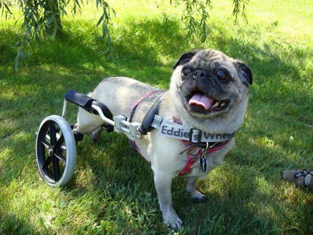 8-How-To-Make-A-Dog-Wheelchair