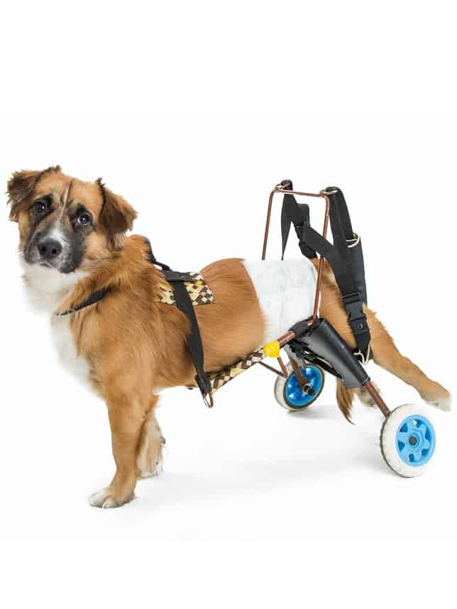 12 Diy Dog Wheelchair Plans You Can Build Easily - Diy Dog Wheelchair For Back Legs