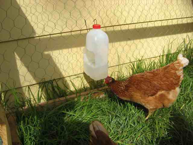 1-Reshaped-Empty-Jug-Waterer