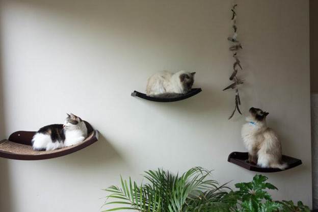 11-DIY-Cat-Shelves