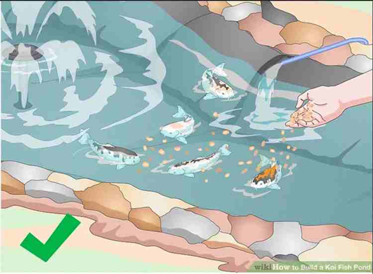 11-How-To-Build-A-Koi-Fish-Pond