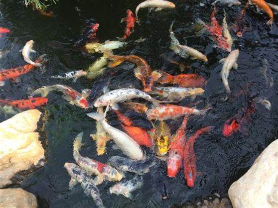 3-How-To-Build-A-Koi-Pond-Cheap