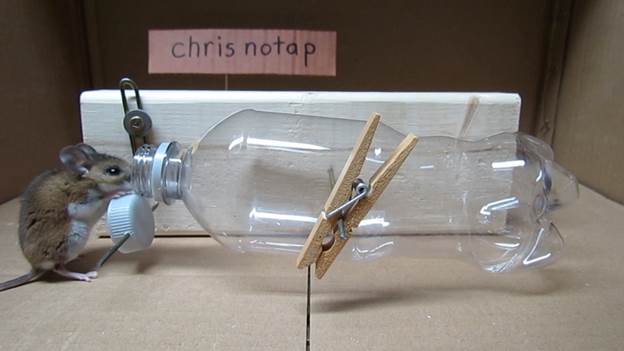 7-DIY-Bottle-Mouse-Trap