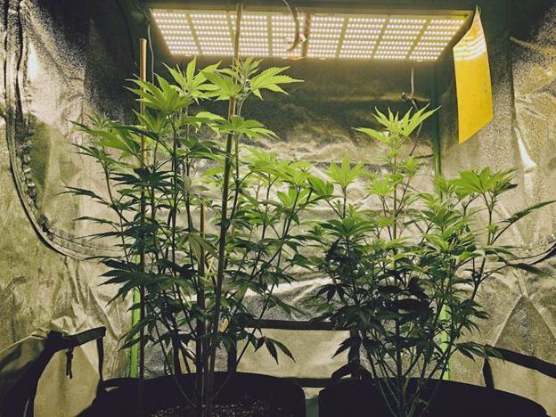 7. How To Build A Grow Tent For Beginners