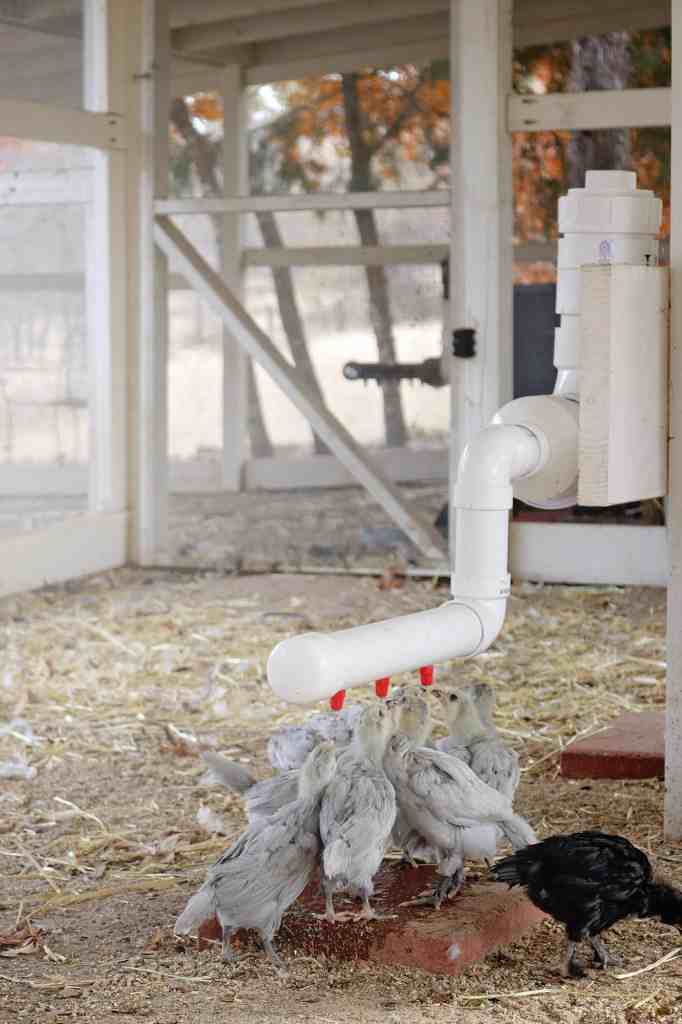 9-Effective-Waterer-Solution