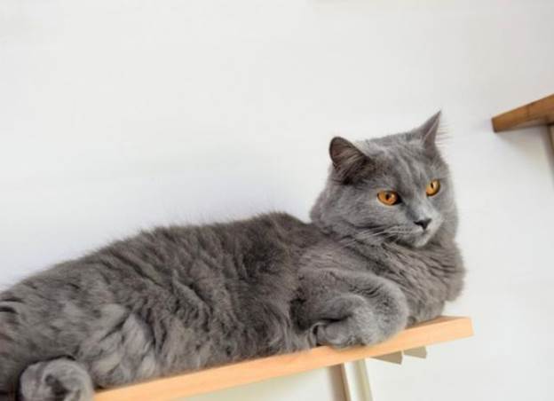 9-How-To-Build-Cat-Shelves