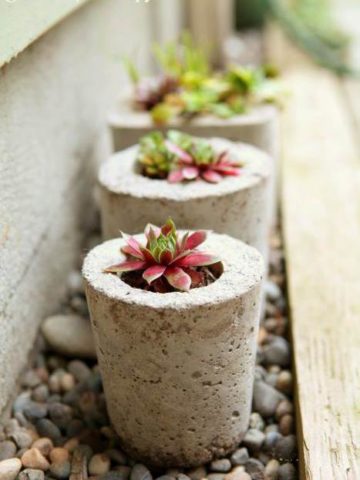 DIY Concrete Planter Projects