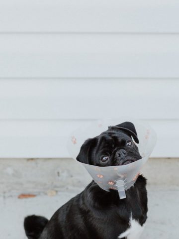 DIY Dog Cone Projects