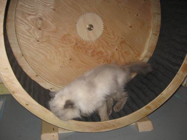 6. DIY Cat Exercise Wheel