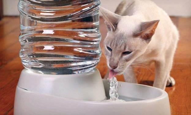 8. How To Make A Cat Water Fountain