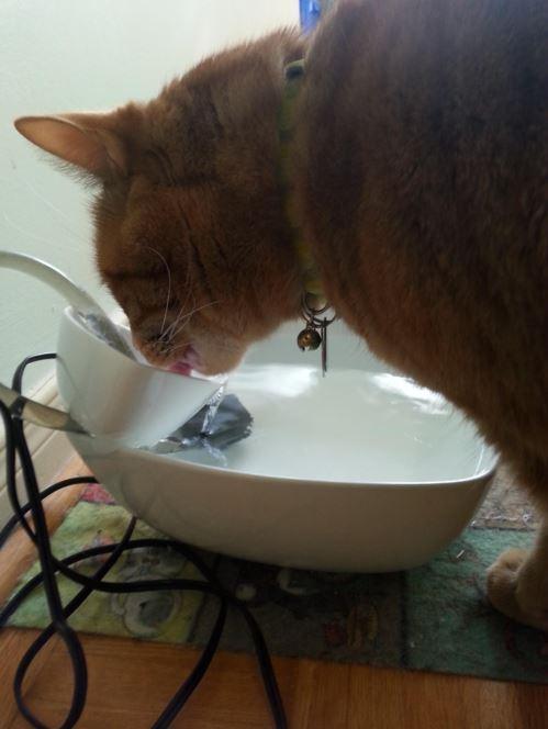 9. DIY Cat Water Fountain