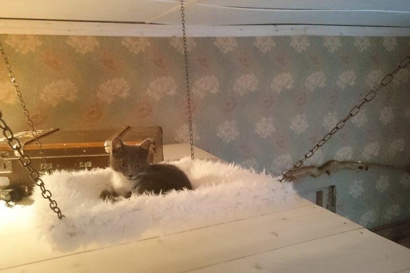 10. DIY Hanging Cat Bed
