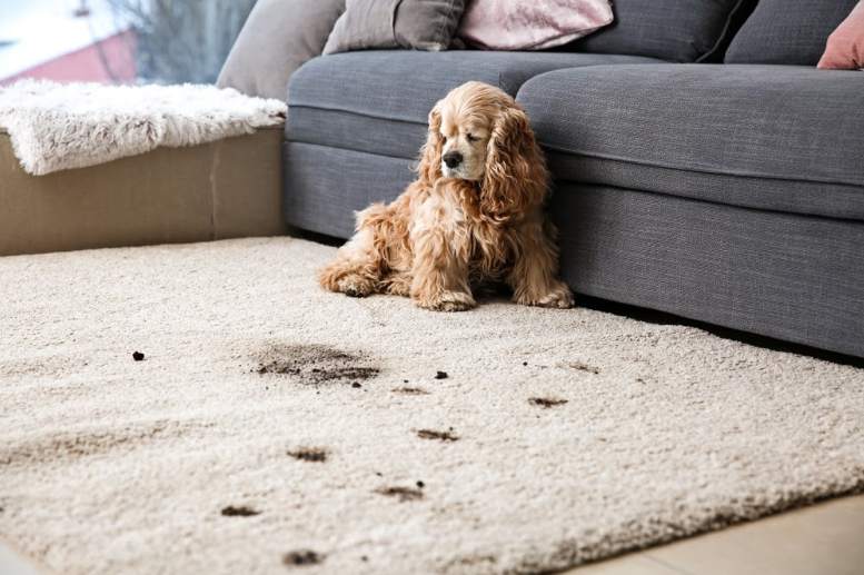 7 Carpet Cleaning Tips And Tricks