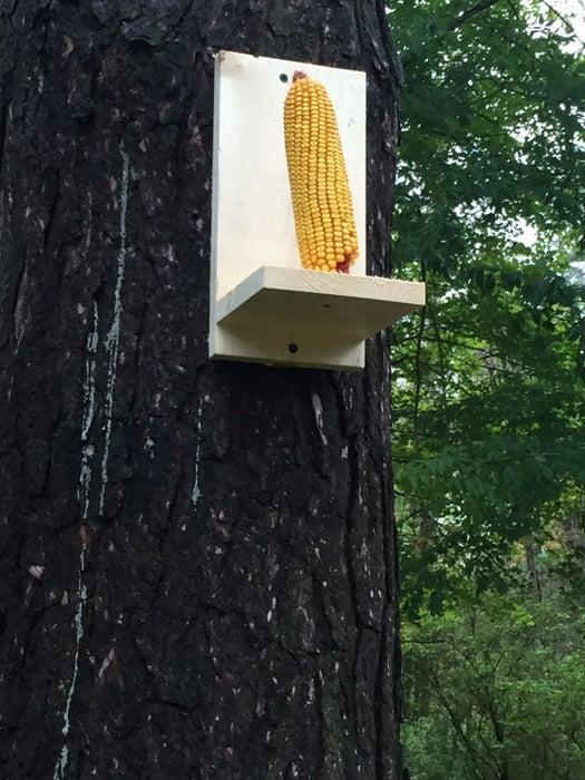 13. Easy Squirrel Feeder DIY