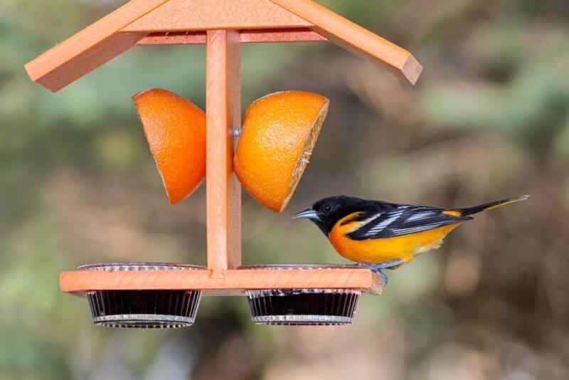 14. How To Make An Oriole Feeder