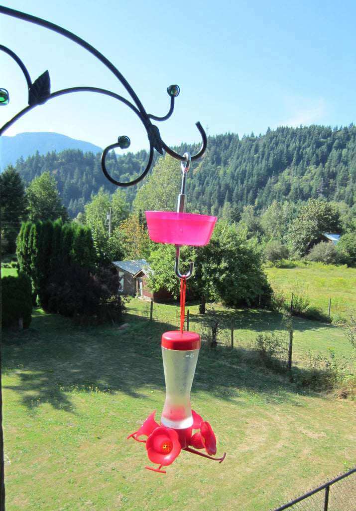15. Ant Moat for a Hummingbird Feeder