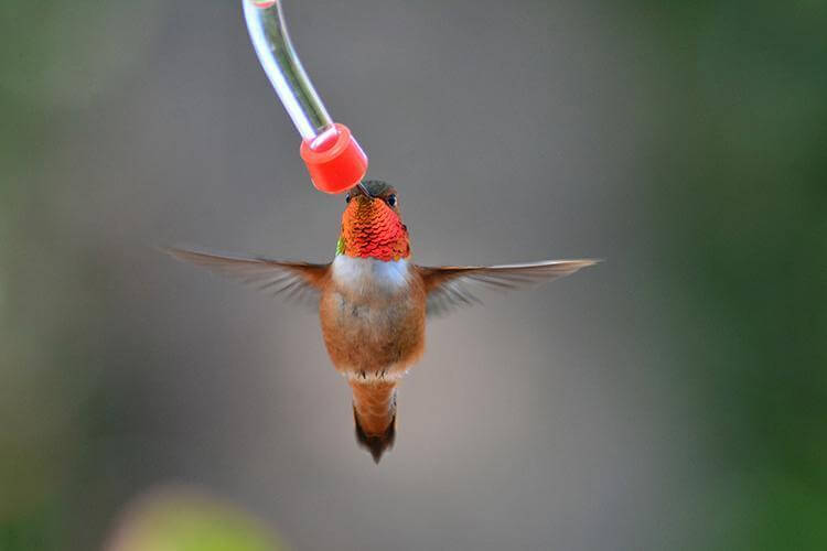 16. DIY Hummingbird Feeder Mason Jar