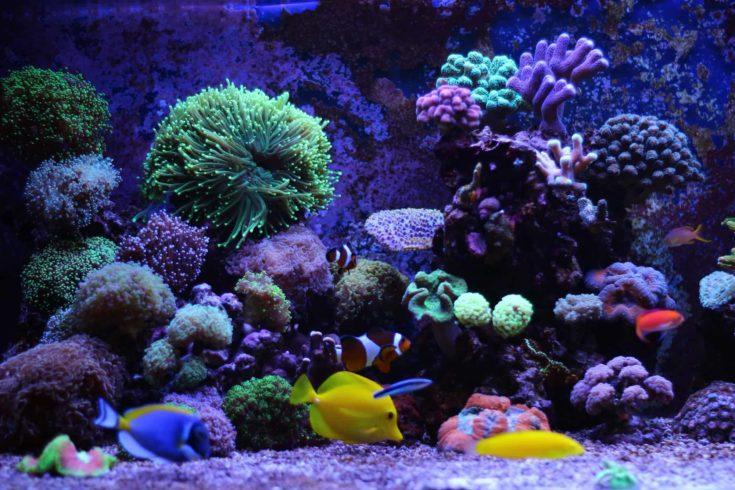 16. DIY Reef Light Kit