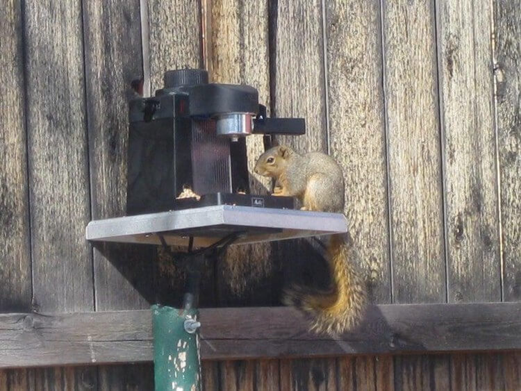 21. DIY Espresso Squirrel Feeder