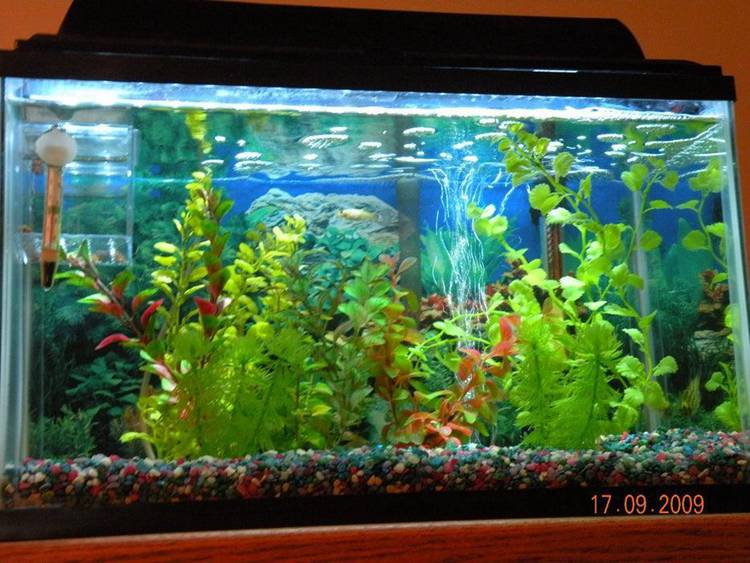 5. LED Aquarium Light DIY