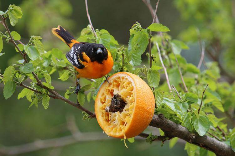 8. DIY Orange Feeder For Oriole