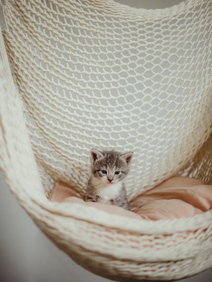 25 Diy Cat Hammocks How To Make A Bed Hammock - Macrame Cat Bed Diy