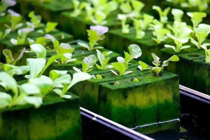 11. How To Build A Hydroponic Garden