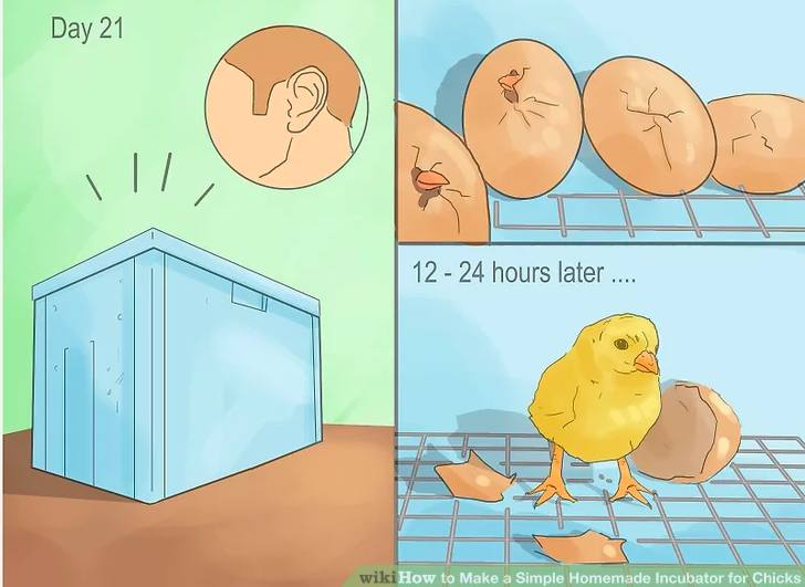 15 Homemade Egg Incubator Ideas How To Make An Egg Incubator