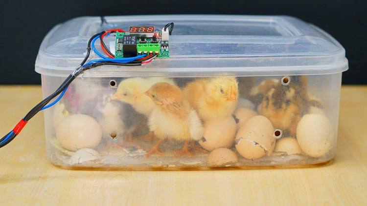 15 Homemade Egg Incubator Ideas: How To Make An Egg Incubator