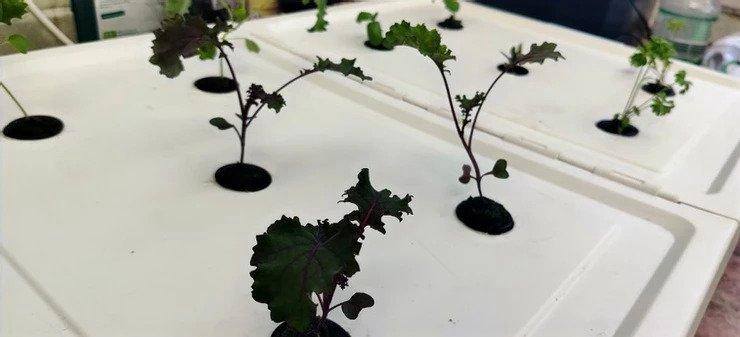 2. How To Build A Hydroponic System