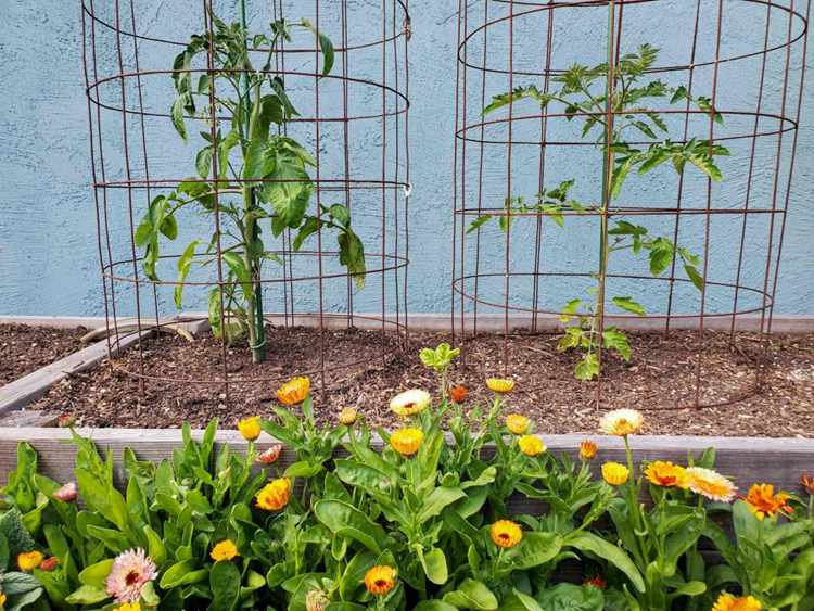 3. How To Make A DIY Tomato Cage