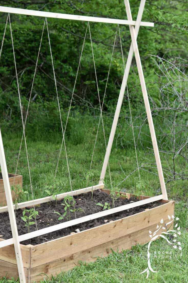 33. Easy String Tomato Trellis