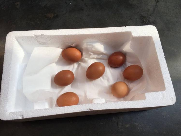 5. DIY Styrofoam Egg Incubator